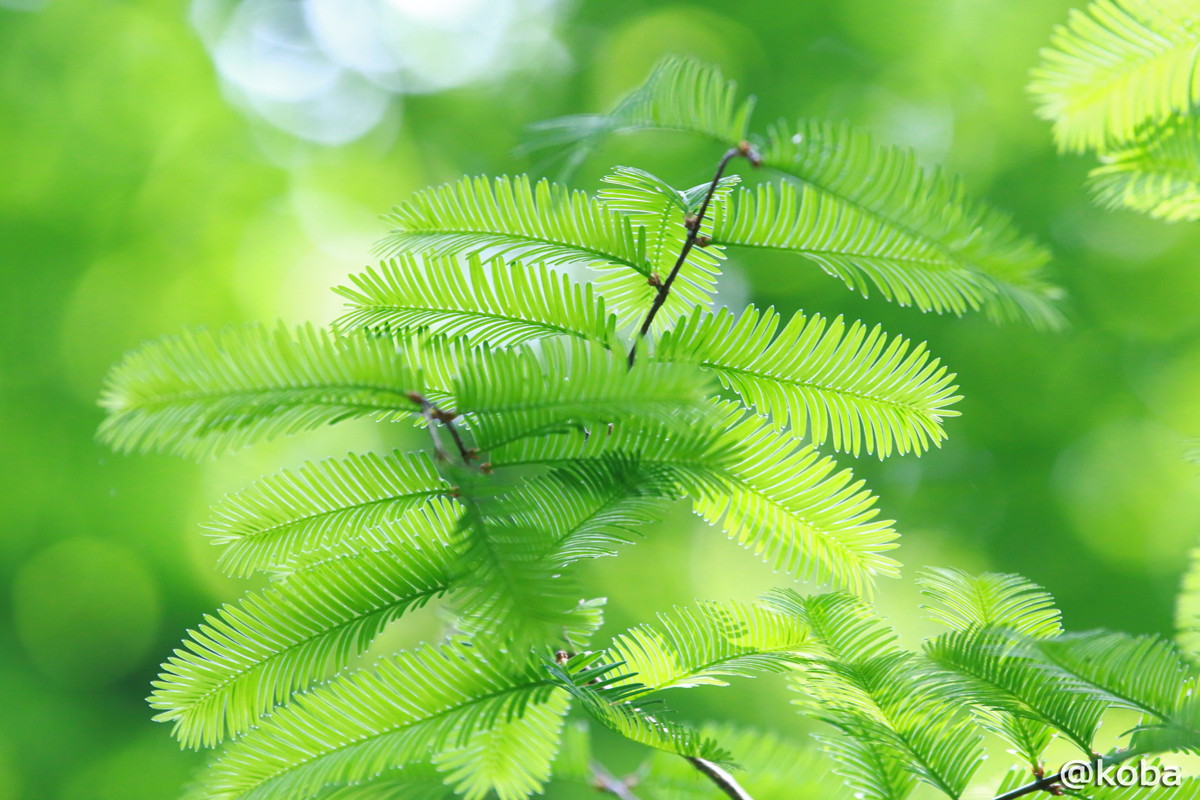 水元公園 メタセコイアの森 ５月 こばフォトブログ 自分らしく自由気ままに
