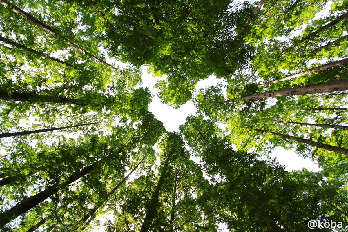 水元公園 メタセコイアの森 ５月 こばフォトブログ 自分らしく自由気ままに