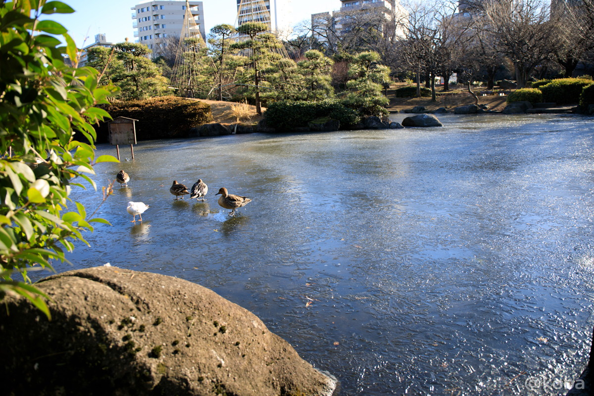 凍った池　氷上の鳥 隅田公園 東京都 墨田区