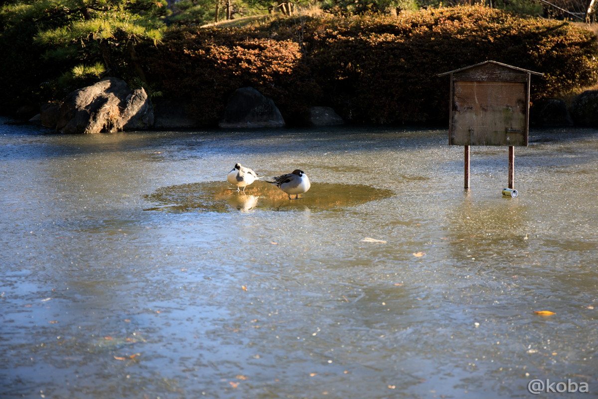 凍った池でもうすぐ落ちそうな鳥。 隅田公園 東京都 墨田区
