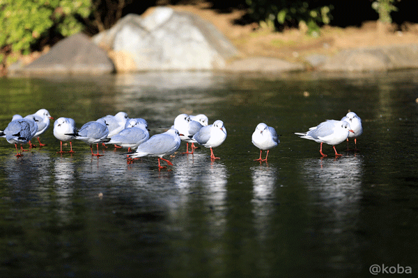 ユリカモメ 池を歩く鳥 隅田公園 東京