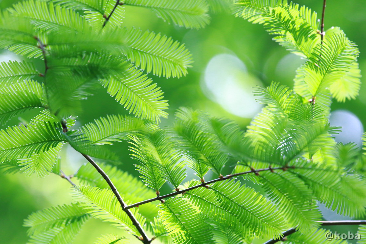 透明感のあるメタセコイアの葉 の写真｜5月 May｜メタセコイアの森（めたせこいあのもり・Metasekoia）｜水元公園・都立公園｜〒125-0034 東京都葛飾区水元公園６−１｜こばフォトブログ