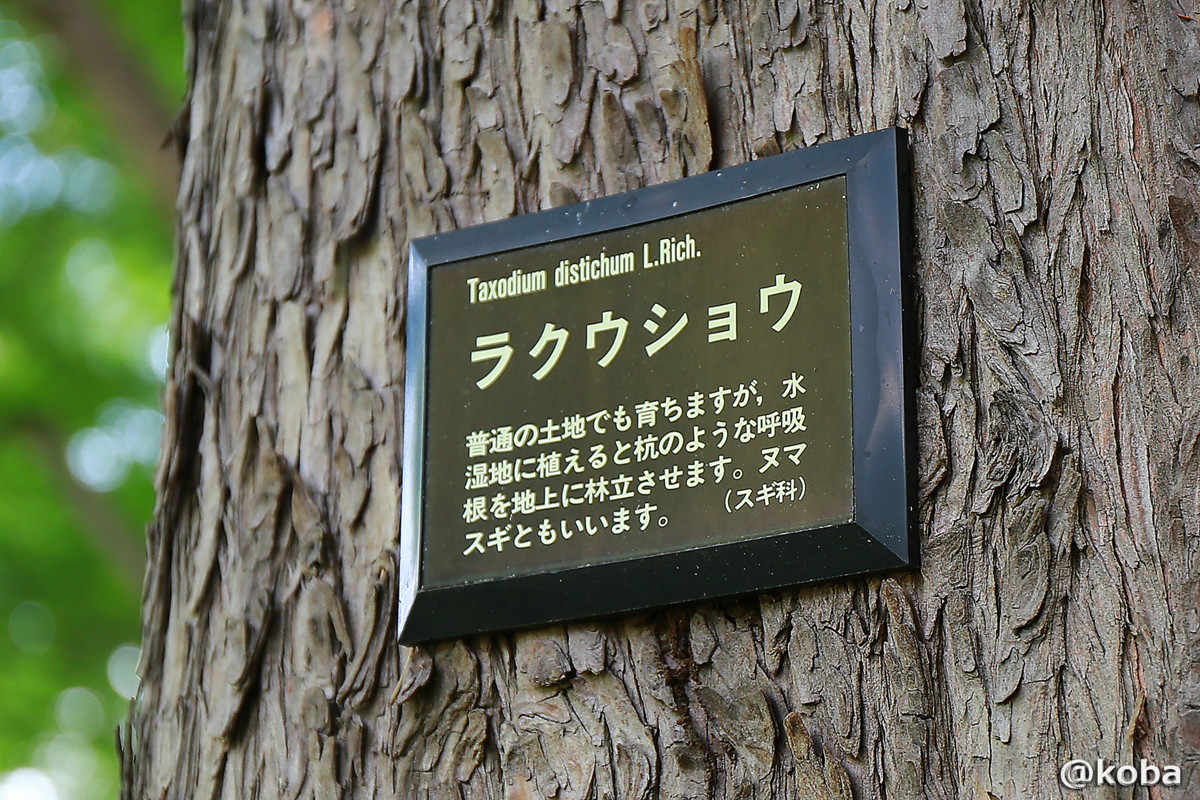 ラクウショウ 普通の土地でも育ちますが、水湿地に植えると杭のような呼吸根を地上に林立させます。 ヌマスギともいいます。（スギ科）｜メタセコイアの森（めたせこいあのもり・Metasekoia）｜水元公園・都立公園｜〒125-0034 東京都葛飾区水元公園６−１｜こばフォトブログ