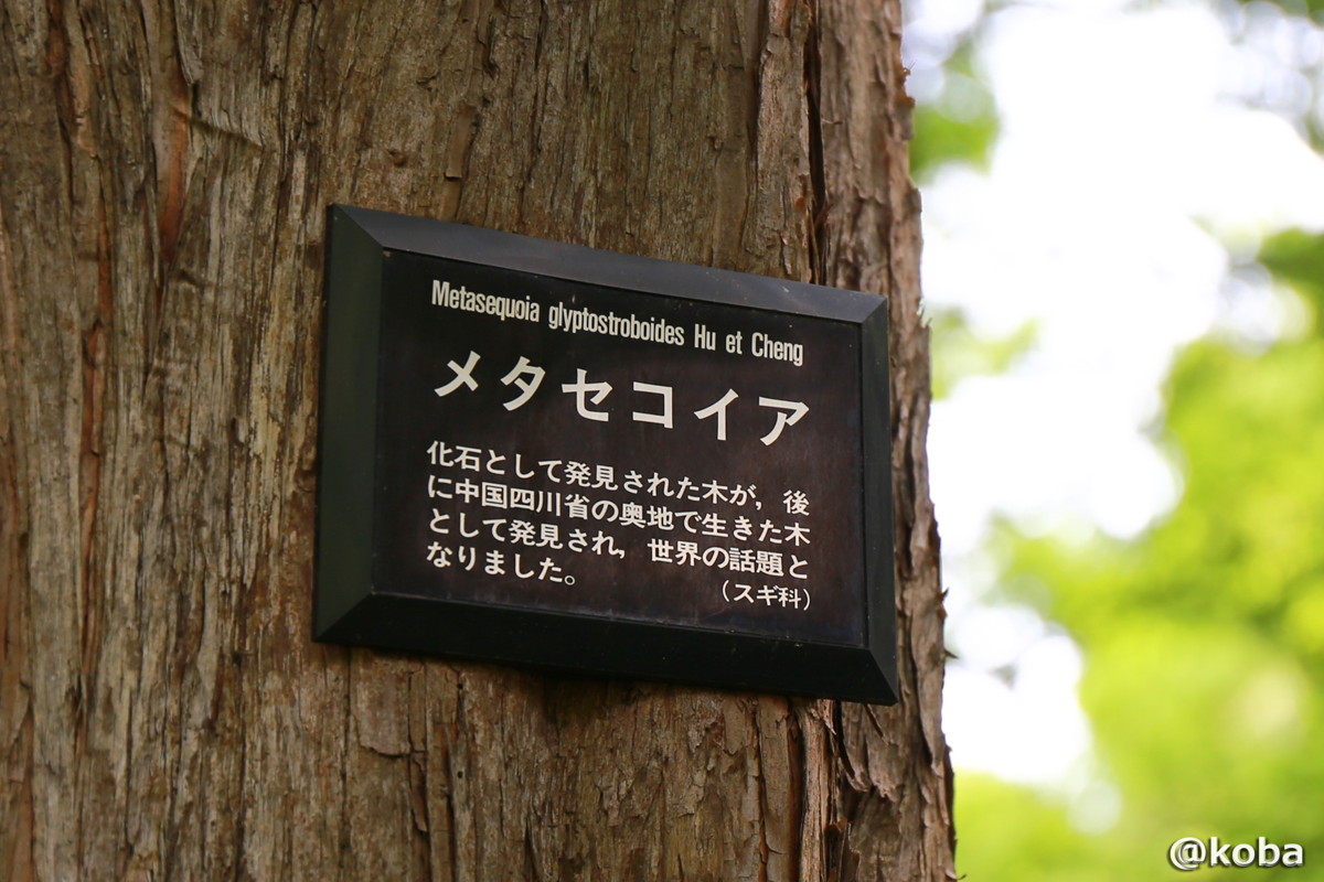 メタセコイア 化石として発見された木が、後に中国四川省の奥地で生きた木として発見され、世界の話題となりました。（スギ科）｜水元 メタセコイアの森（ミズモト メタセコイアノモリ・mizumoto metasequoia）｜都立公園｜〒125-0034 東京都葛飾区水元公園６−１｜こばフォトブログ