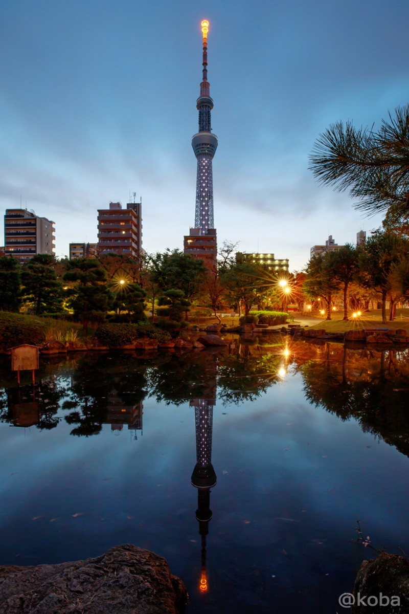 水面反射が綺麗な夜明けの東京スカイツリーの写真｜池の水面反射を利用して撮影した「逆さツリー」のGIF動画です。風が強い日、強風の翌日はゴミが浮いていることもあり撮影は困難です。 また、鴨が元気で寄ってくる事もしばしばあります(笑)｜逆さツリー｜墨田区立隅田公園 ひょうたん池｜〒131-0033 東京都墨田区向島１丁目｜カメラ：Canon｜こばフォトブログ