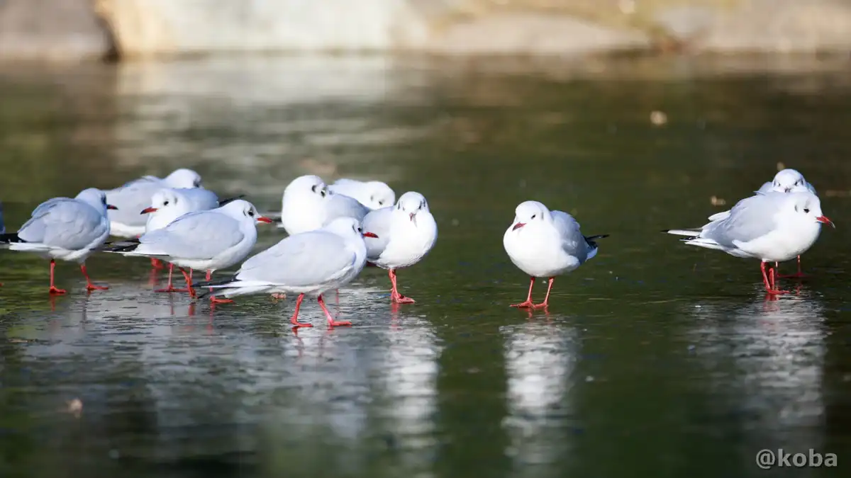 氷上の鳥｜墨田区 隅田公園｜こばフォトブログ