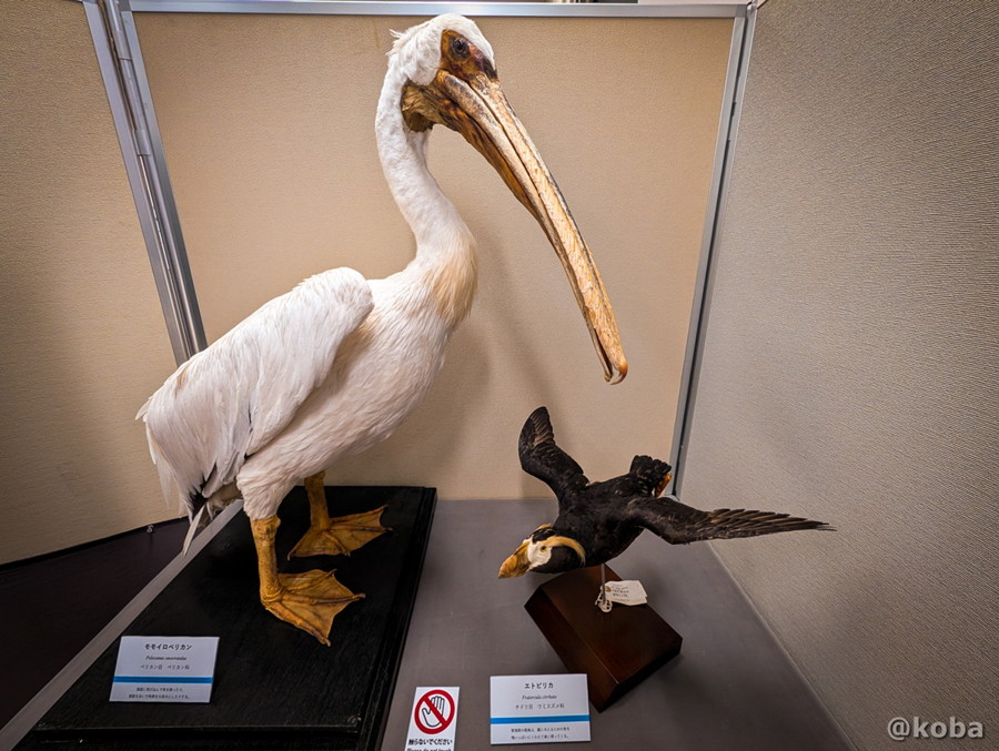 千葉県勝浦市「海の博物館」に展示されている、大きくて迫力のあるモモイロペリカンとエトピリカの剥製。