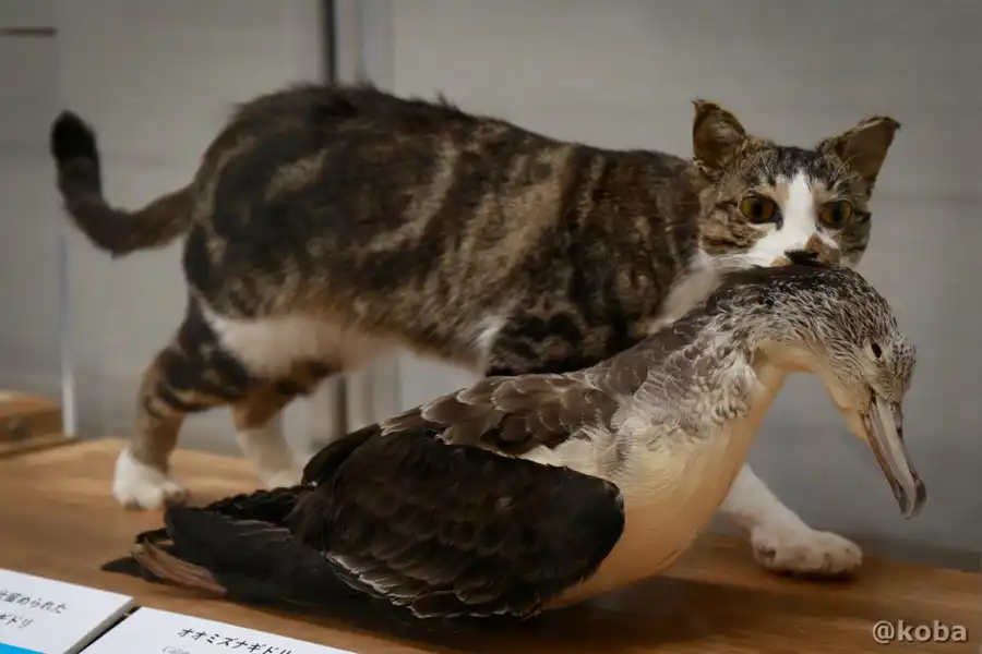 千葉県勝浦市「海の博物館」に展示されている、オオミズナギドリをくわえたノネコのリアルな剥製。