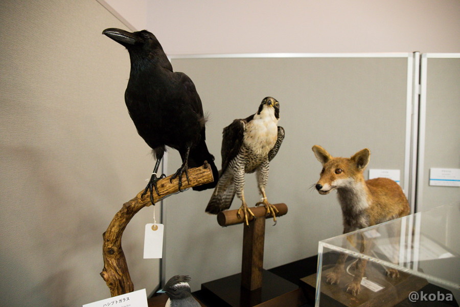千葉県勝浦市「海の博物館」に展示されている、キツネや猛禽類のハヤブサ、ハシブトガラスなどのリアルな剥製。