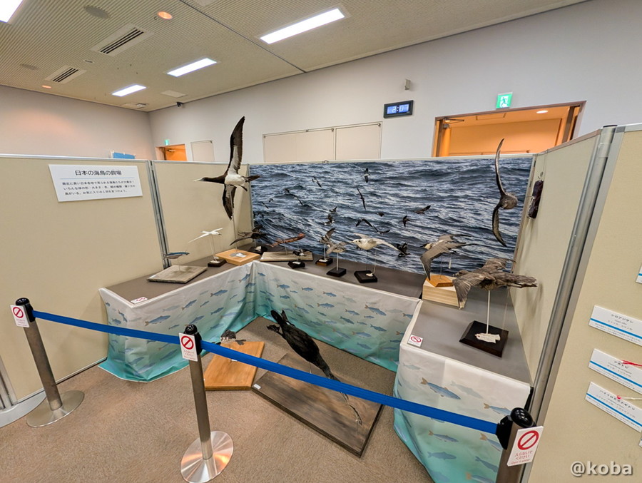 千葉県勝浦市「海の博物館」にある「日本の海鳥の餌場」の展示エリア。たくさんの鳥の剥製と一緒に、なぜかイカの展示物も並んでいます。