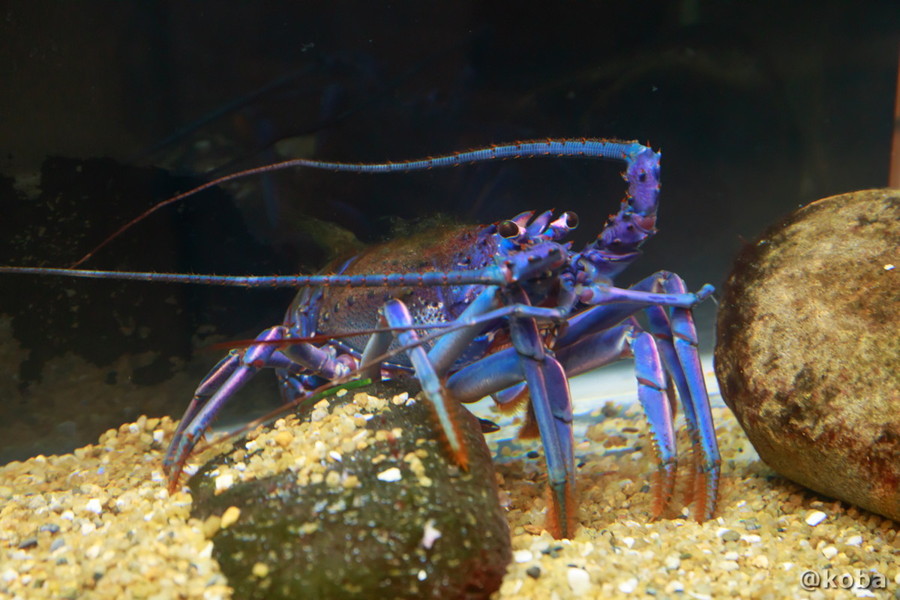 千葉県勝浦市「海の博物館」に展示されている、全身が鮮やかな青紫色をした大変珍しい青い伊勢海老の写真。
