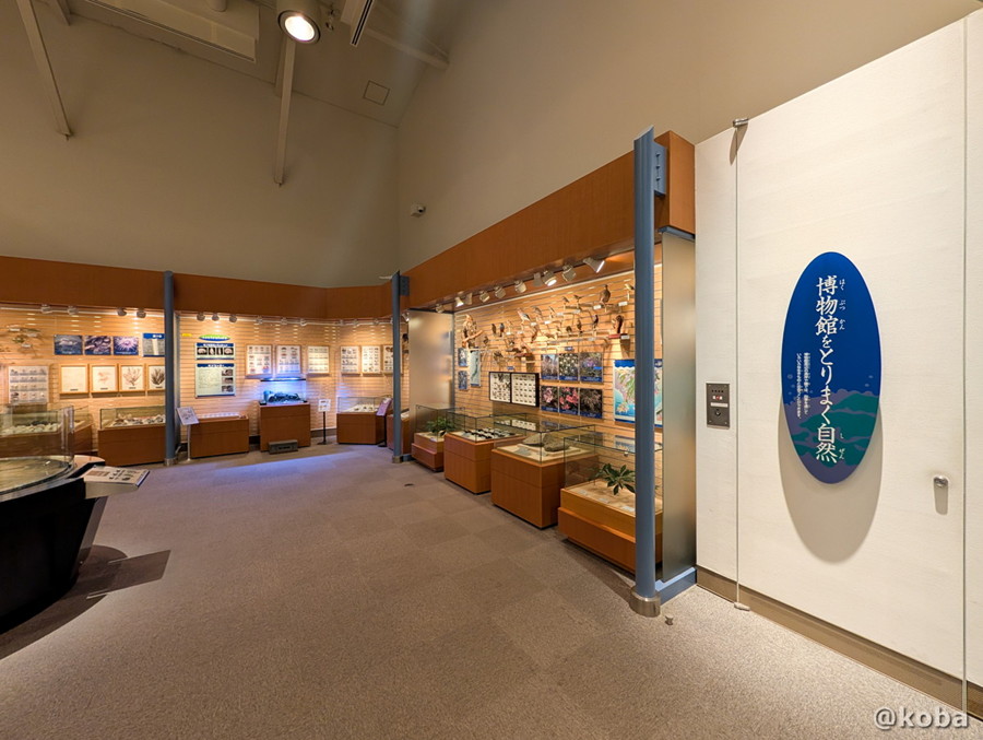 千葉県勝浦市「海の博物館」にある、周辺の自然環境や多様な鳥類、小さな生き物が入った水槽などが展示されているエリア。