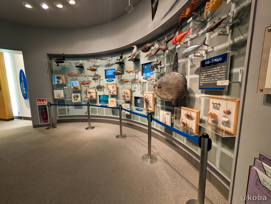 千葉県勝浦市「海の博物館」にある、多種多様な海の生き物の模型が展示されているエリア。