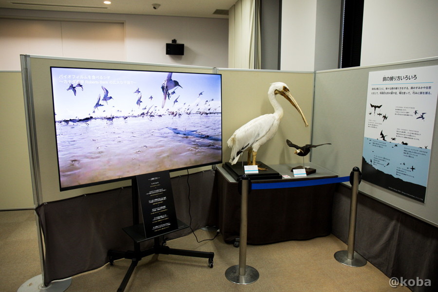 千葉県勝浦市「海の博物館」のペリカンの剥製の横に設置された、広大な干潟でシギがバイオフィルムを食べる様子を上映しているモニター。