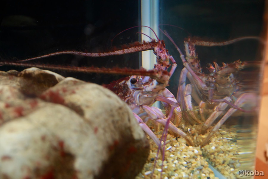 千葉県勝浦市「海の博物館」の水槽で、石の裏からちょこんと顔を出している淡いピンク色の珍しい伊勢海老。