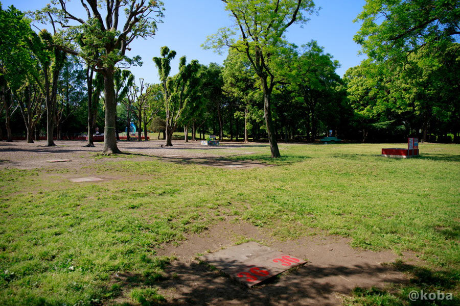 樹木の上部が伐採され、青空が広く見える水元公園バーベキュー広場