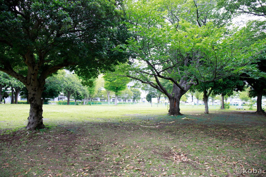 辰巳の森海浜公園 バーベキュー広場の樹木と木漏れ日の雰囲気
