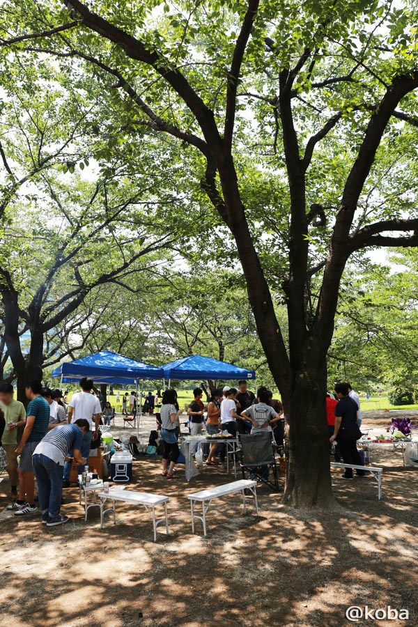 大きな桜の木の木漏れ日が心地よく降り注ぐ木場公園のバーベキュー区画