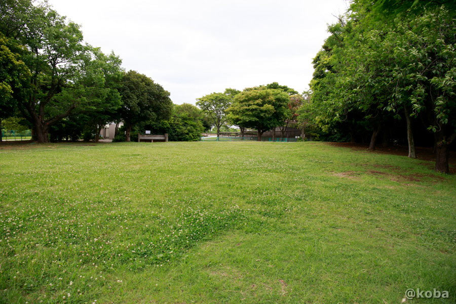辰巳の森海浜公園 バーベキューサイトの芝生と木陰