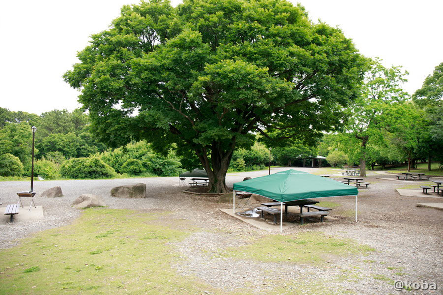 葛西臨海公園バーベキュー広場の存在感のある大きなシンボルツリーと広々とした空間