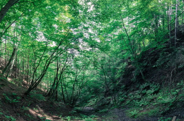 分抗峠 ゼロ磁場 森林 無料 写真 壁紙 素材フリーダウンロードサイト