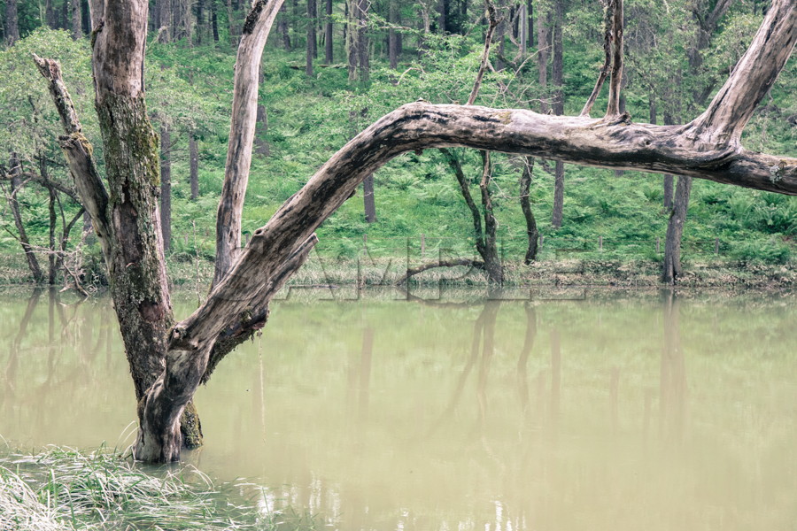 伝説の大池 でんせつのおおいけ 長野県 自然