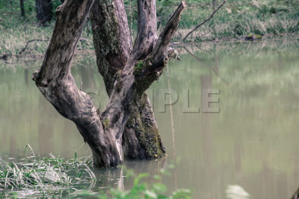 伝説の大池 でんせつのおおいけ 長野県 自然