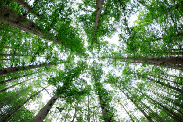 メタセコイアの森 落葉樹 樹木 森林 見上げた 水元公園 葛飾区