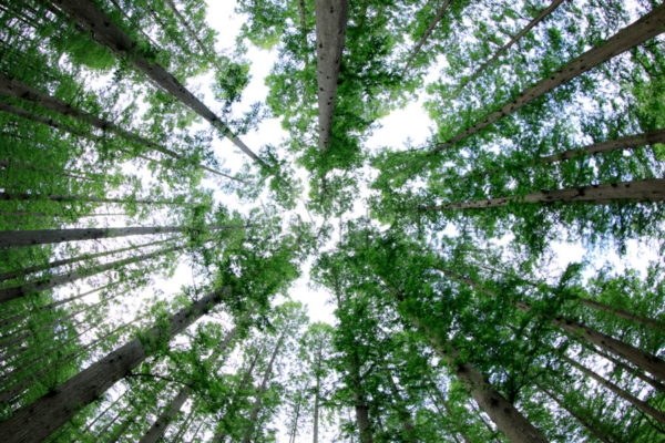 メタセコイアの森 無料 写真 壁紙 素材フリーダウンロードサイト