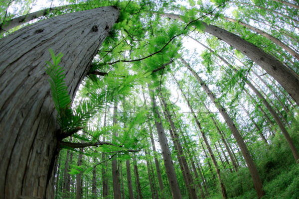 メタセコイアの森 落葉樹 樹木 森林 見上げた 水元公園 葛飾区 Canon EF8-15mm f-4L FISHEYE USM